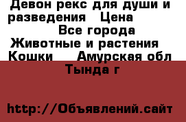 Девон рекс для души и разведения › Цена ­ 20 000 - Все города Животные и растения » Кошки   . Амурская обл.,Тында г.